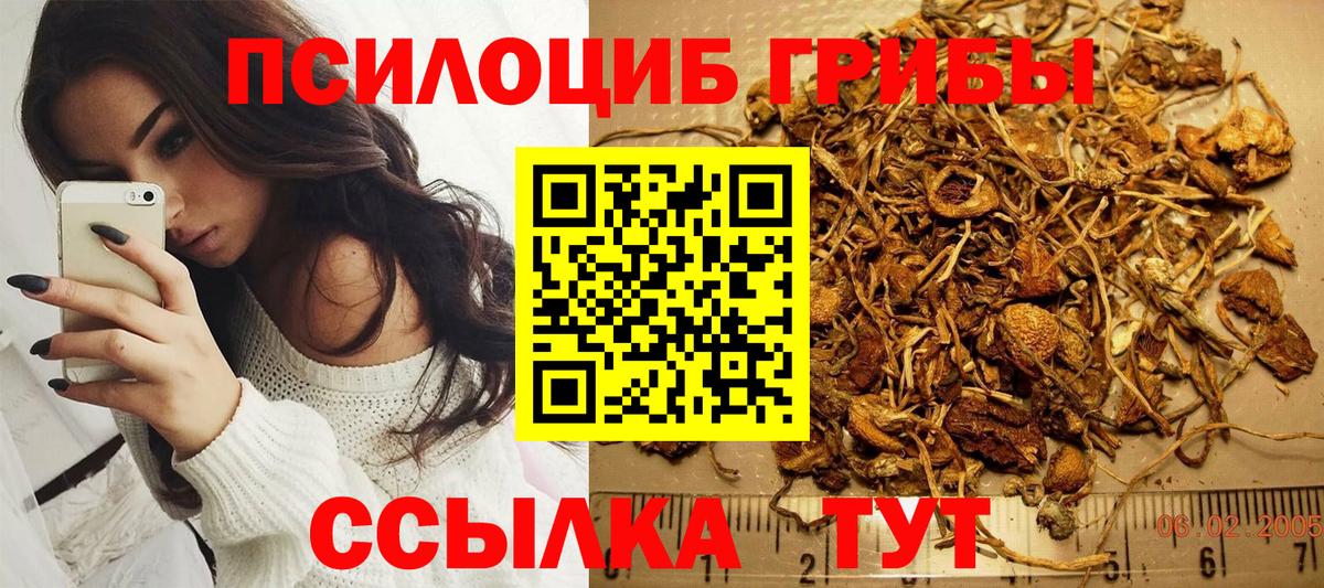 Галлюциногенные грибы Psilocybe Елец